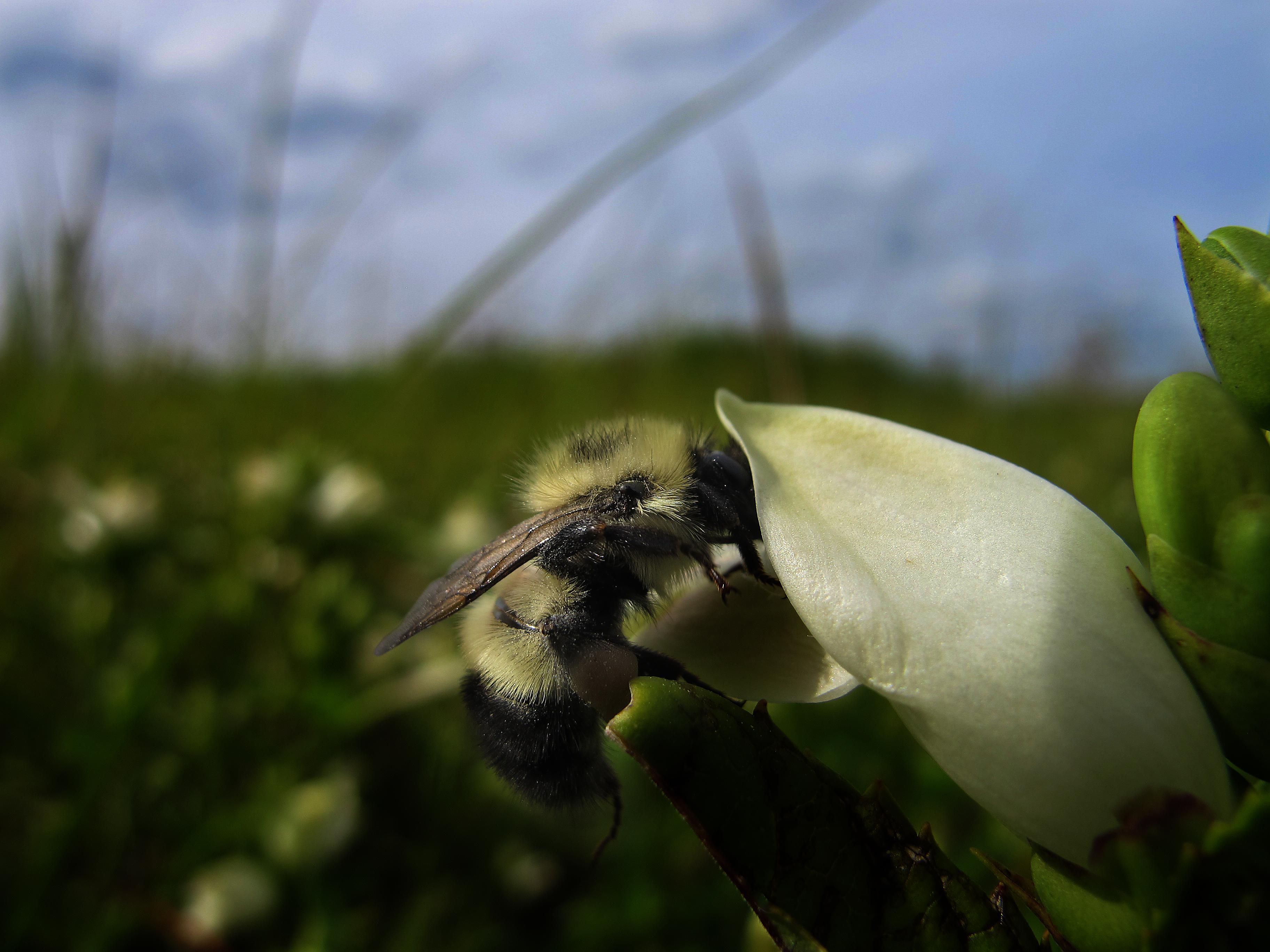 Bee and turtlehead