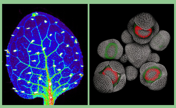 FASEB BioArt Image Winners! | Department of Biological Sciences