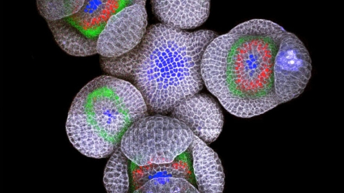 arabidopsis