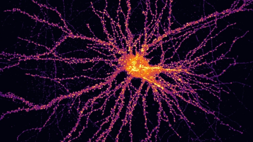color neuron
