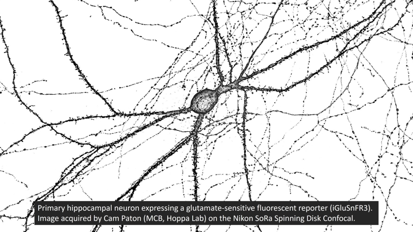 neuron
